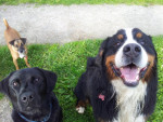 Boef, Ollie en Lobbes